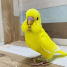 人気なインコさん！セキセイインコのヒナのルチノーカラー！