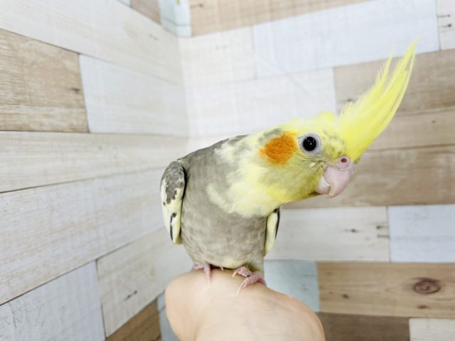 オカメインコ