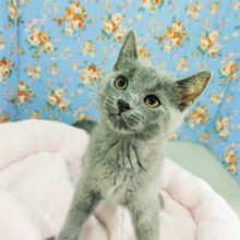 遊ぶの大好き♥️シャルトリューの男の子入荷しました♥️