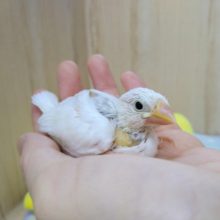 1番人気のカラー！白文鳥さんいますよ〜