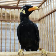 九官鳥きました！