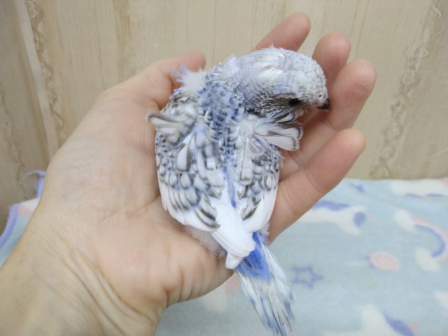 羽衣セキセイインコ