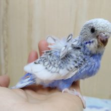 羽衣セキセイインコ の販売一覧 東京からもほど近い 千葉県 神奈川県 埼玉県のペットショップ