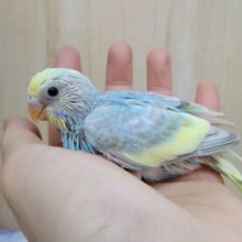 大人気！パステルレインボーのセキセイさん来ましたよ〜