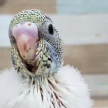素敵な4色ハルクィン