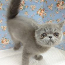 ぶちゃカワ～♡エキゾチック 男の子♪