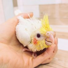 オカメインコのヒナさん(ルチノー)入荷いたしました💓
