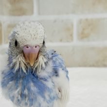 素敵！スパングルパイドの、セキセイインコ