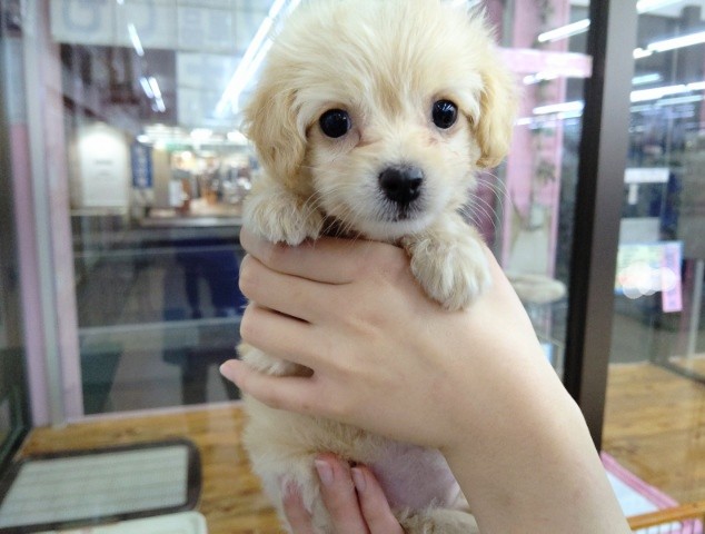 みーちゃん様❤プードル ミックス犬 キーホルダー♡ - アクセサリー