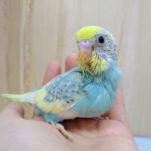 ゴマ塩パステルなセキセイさん来ましたよ〜