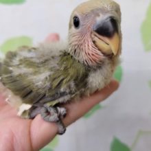 落ち着いたカラーのコザクラさん☆