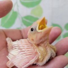 白文鳥さんきました☆