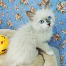 優しい色合いのラグドールくん入荷いたしました～💓