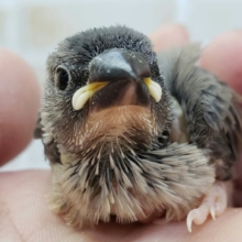 桜文鳥入荷です。