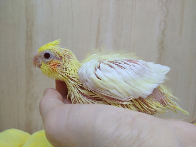 オカメインコ