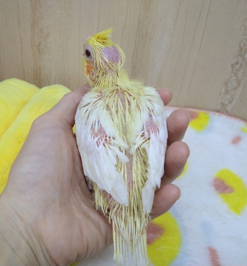 オカメインコ