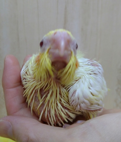 オカメインコ