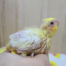 黄色クリームカラーにキレイな赤目！ルチノーのオカメちゃん来ましたよ〜