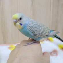 美しい波模様のセキセイインコさんいますよ〜