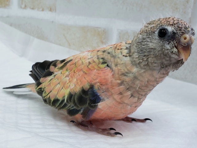 アキクサインコ（秋草インコ）