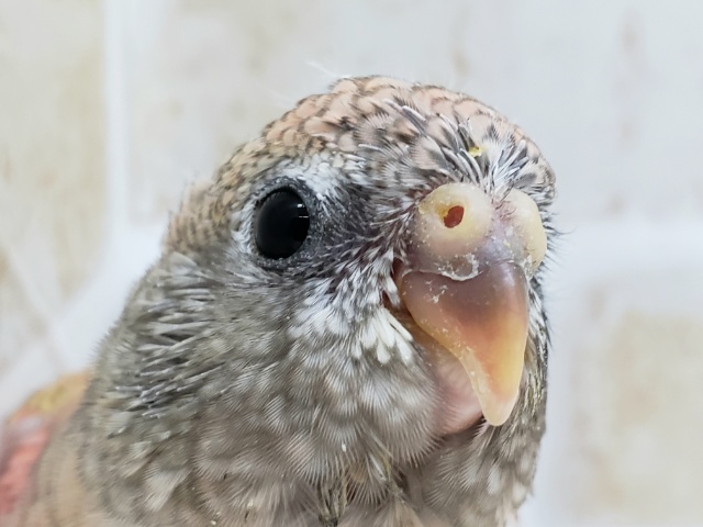 PINKが素敵なローズアキクサインコ