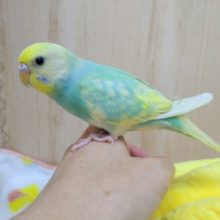 パステル美カラーなセキセイさん、いますよ〜