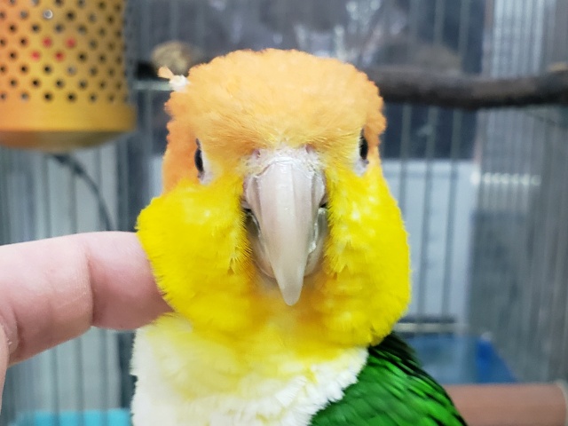 シロハラインコ