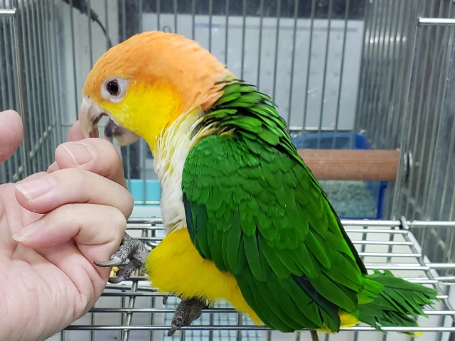 シロハラインコ