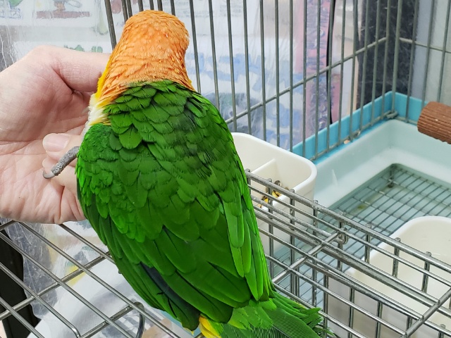 シロハラインコ