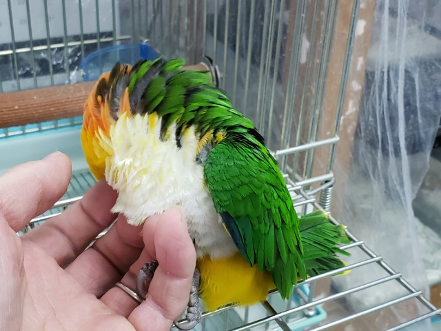 シロハラインコ