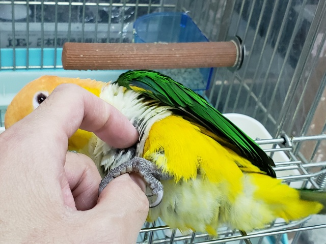 シロハラインコ