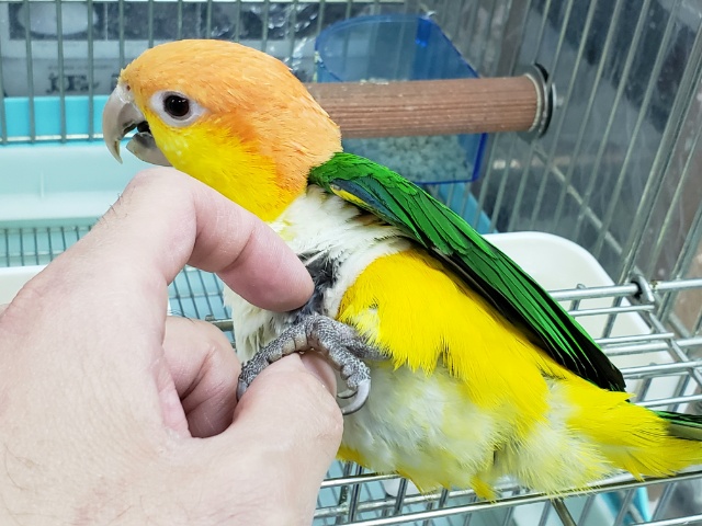 シロハラインコ