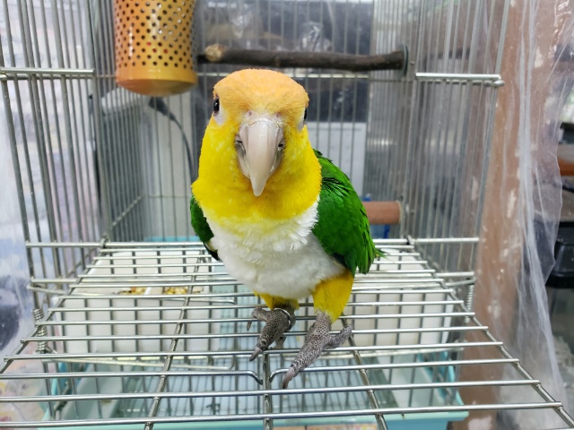 シロハラインコ