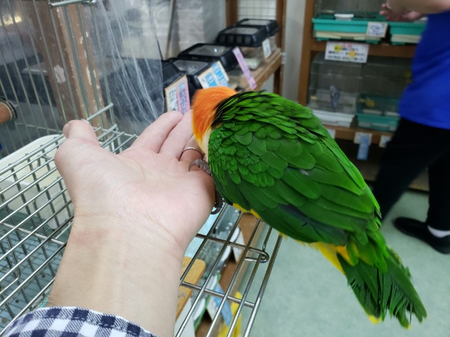 シロハラインコ