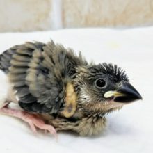 定番人気👍 桜文鳥🌸