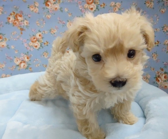 大人気 アプリコットカラーのマルプーくん入舎 東京からもほど近い 千葉県 神奈川県 埼玉県でミックス犬 ハーフ犬 マルプー を販売するペットショップ