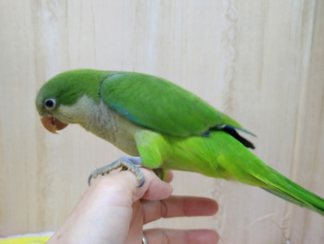 オキナインコ