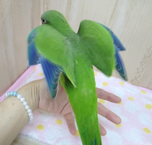 オキナインコ