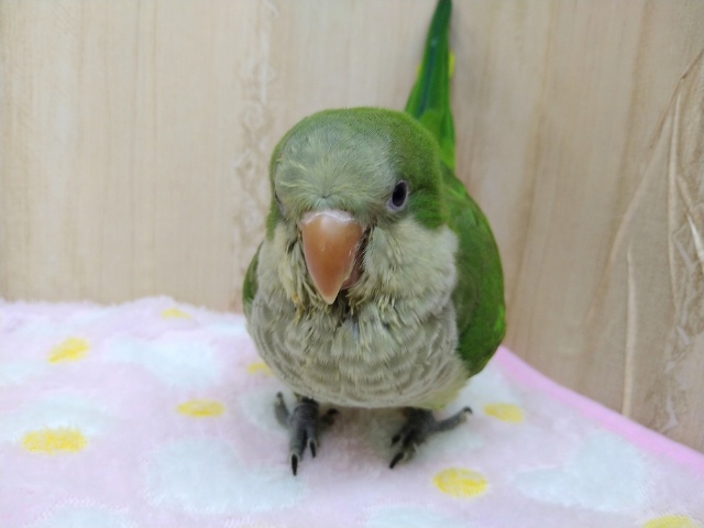 オキナインコ