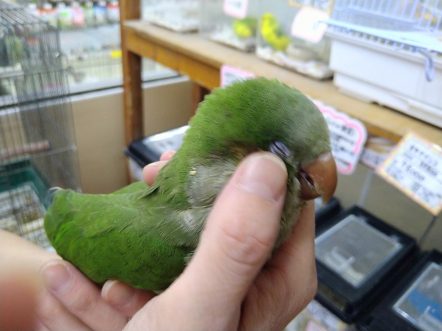 オキナインコ