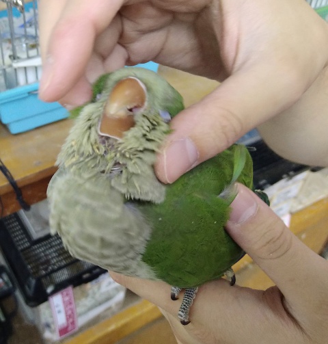 オキナインコ