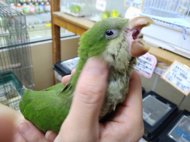 オキナインコ