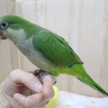 オキナインコの「ワッキーちゃん」いますよ〜