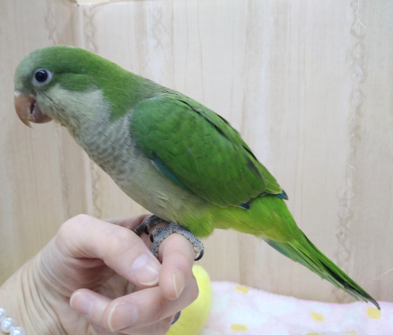 オキナインコの「ワッキーちゃん」いますよ〜