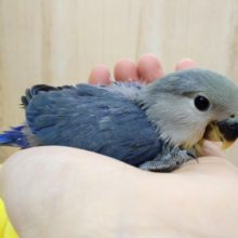 大人気カラー！小桜インコヴァイオレットのヒナ来ましたよ〜