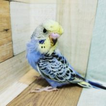 セキセイインコ(梵天)入荷いたしました💓
