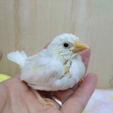 人気カラー！白文鳥ヒナ来ましたよ〜