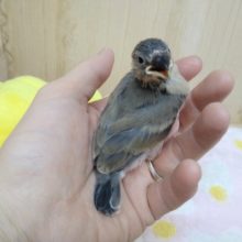 大人になると大変身！桜文鳥ヒナ来ましたよ〜