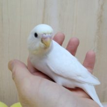真っ白なのに黒目セキセイさん！ダブルファクター来ましたよ〜