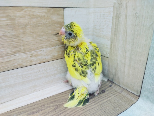 セキセイインコ